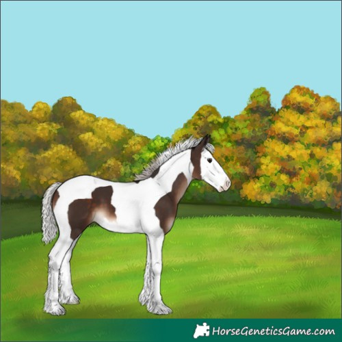 Horse Color:Silver Brown Splash Tobiano 