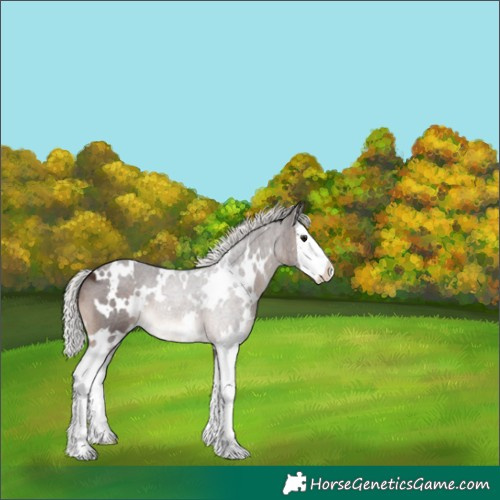 Horse Color:White Spotted Silver Brown Splash 
