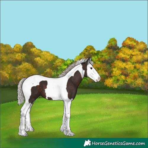 Horse Color:Silver Brown Splash Tobiano 