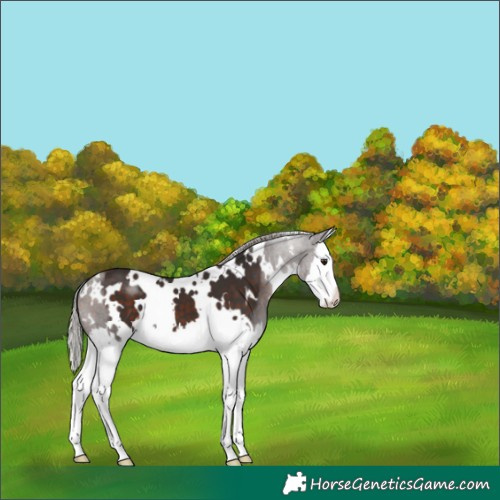 Horse Color:White Spotted Silver Brown Splash 