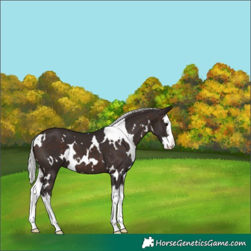 Horse Color:White Spotted Silver Brown Splash 