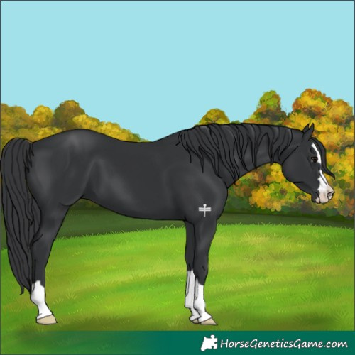 Horse Color:Black 