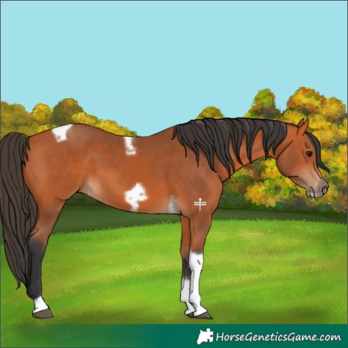 Horse Color:Bay Tobiano Frame 
