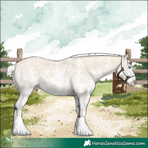 Horse Color:Cremello Sabino  and Cremello Sabino Splash 