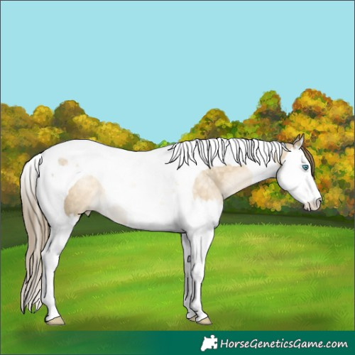 Horse Color:Buckskin Pearl Dun Splash Tobiano Rabicano 