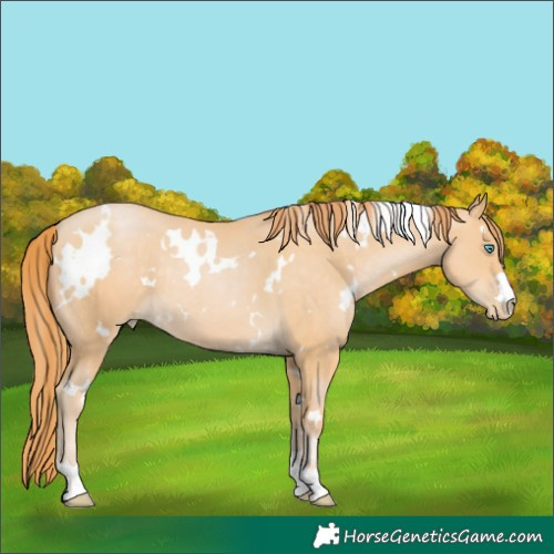 Horse Color:White Spotted Buckskin Pearl