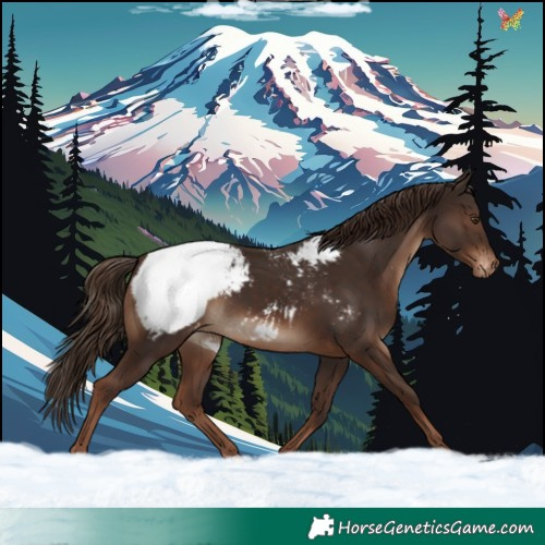 Horse Color:Liver Chestnut Appaloosa 