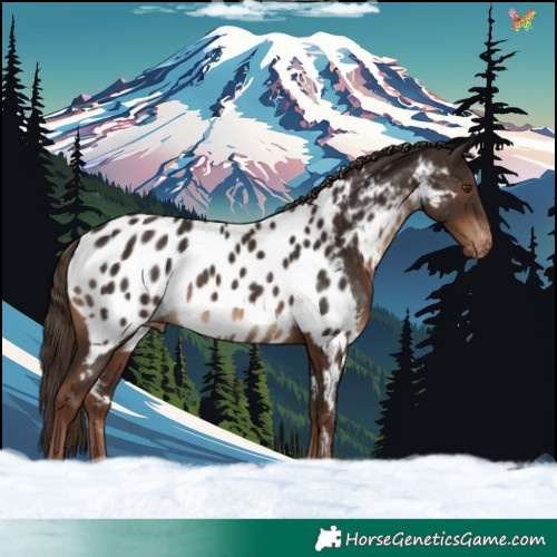 Horse Color:Liver Chestnut Appaloosa 