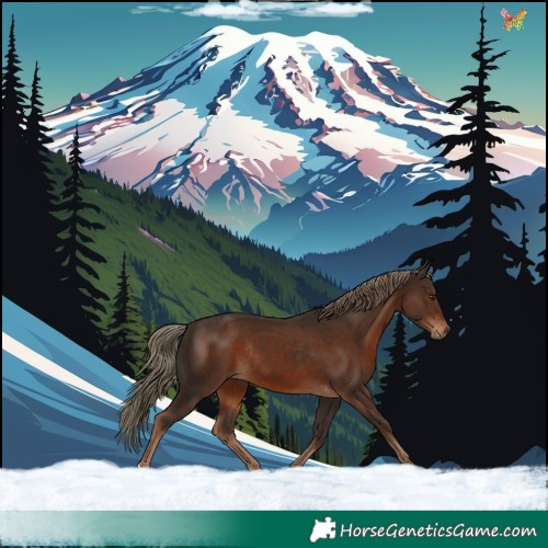 Horse Color:Liver Chestnut Rabicano 