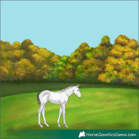 Horse Color:Brown Dun Sabino Splash 
