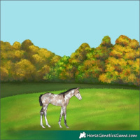 Horse Color:White Spotted Brown Dun Sabino Rabicano 