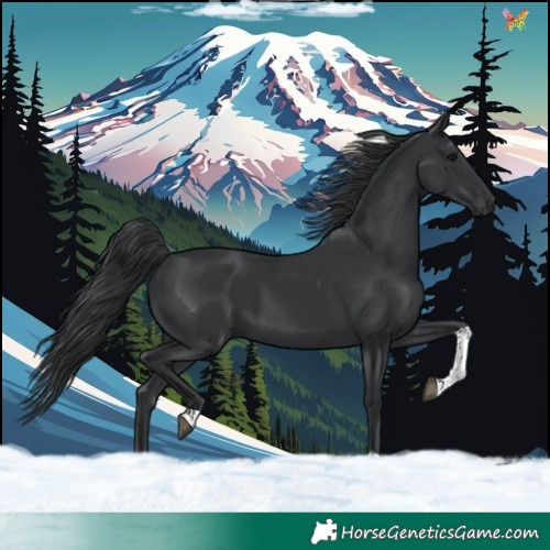 Horse Color:Black Tobiano 
