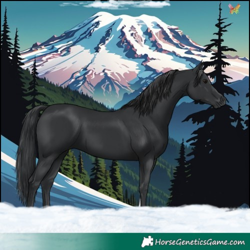 Horse Color:Black Tobiano 