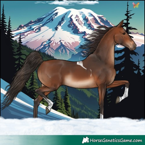Horse Color:Bay Tobiano 