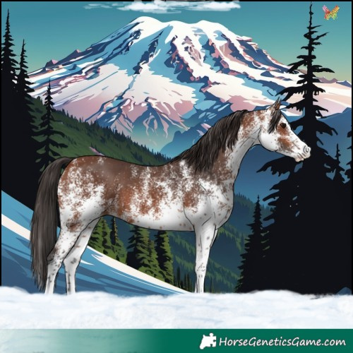 Horse Color:White Spotted Bay 