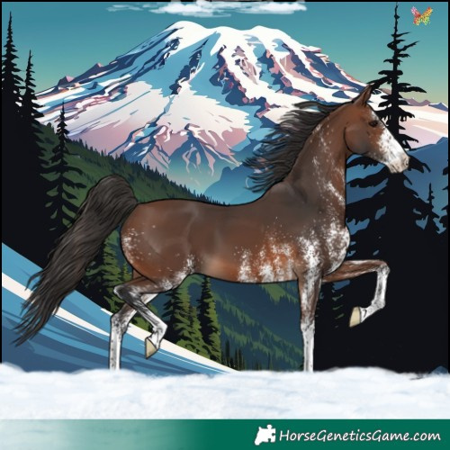 Horse Color:White Spotted Brown 