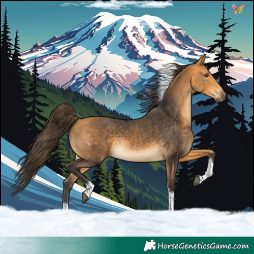 Horse Color:Buckskin Tobiano 