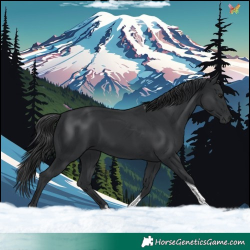 Horse Color:Black Tobiano 