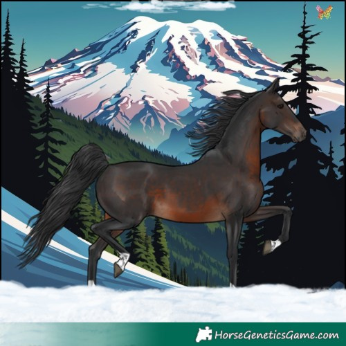 Horse Color:Brown Tobiano 