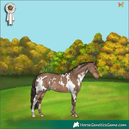 Horse Color:White Spotted Liver Red Dun 