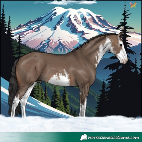 Horse Color:White Spotted Brown Dun 