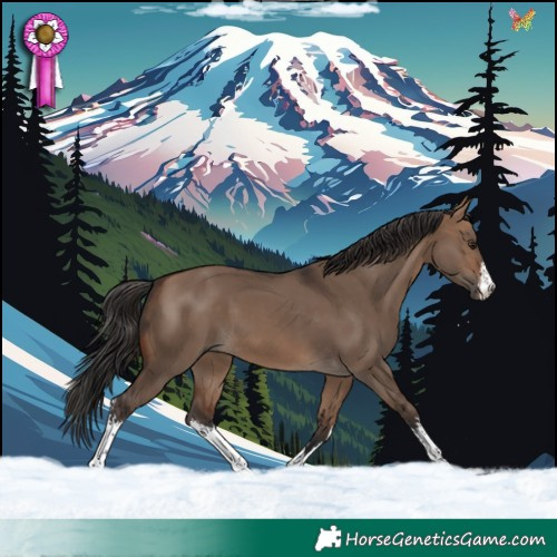 Horse Color:White Spotted Brown Dun 