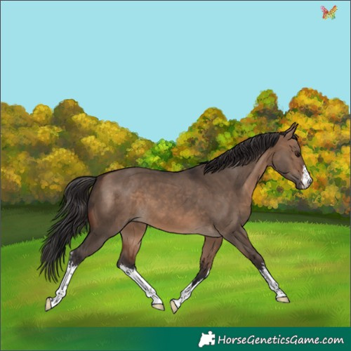 Horse Color:White Spotted Brown Dun 