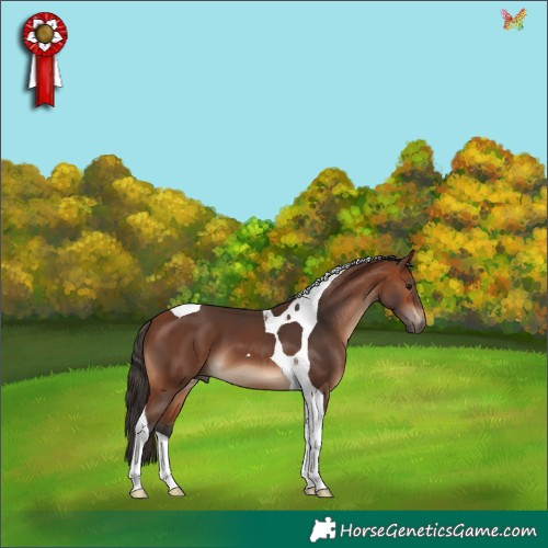 Horse Color:Bay Tobiano 