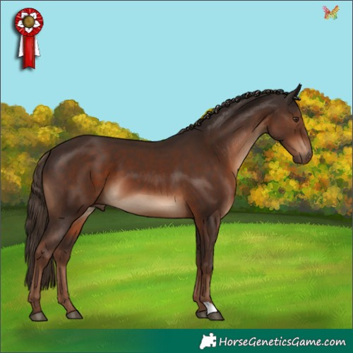 Horse Color:Liver Chestnut 