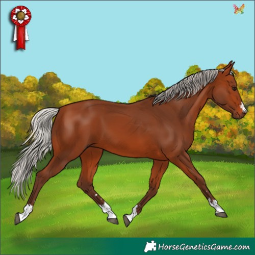 Horse Color:Silver Bay 