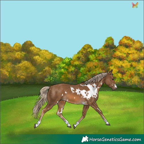 Horse Color:White Spotted Chocolate Palomino 