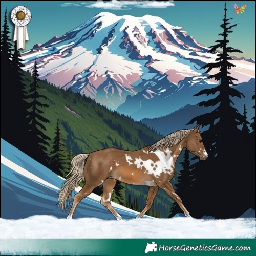 Horse Color:White Spotted Chocolate Palomino 