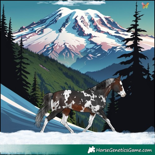 Horse Color:White Spotted Brown Splash 