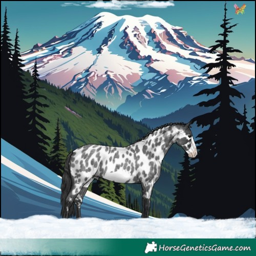 Horse Color:Blue Roan Frame Appaloosa 