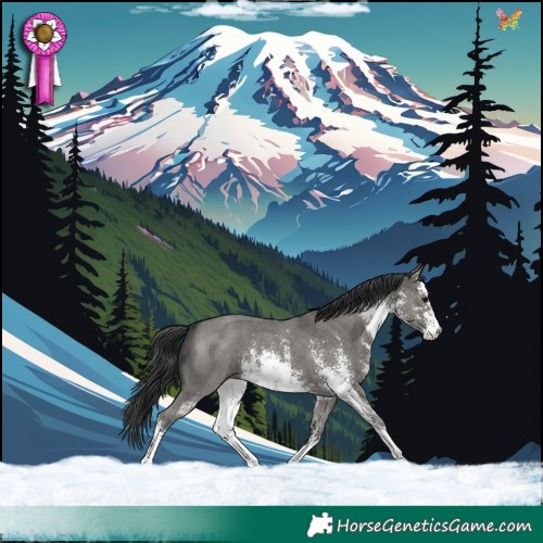 Horse Color:White Spotted Grullo Sabino 