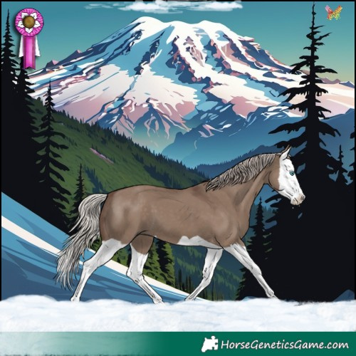 Horse Color:Silver Grullo Splash 