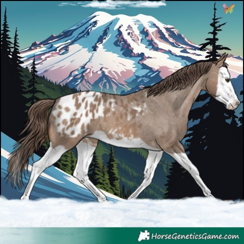 Horse Color:Brown Dun Splash Appaloosa 