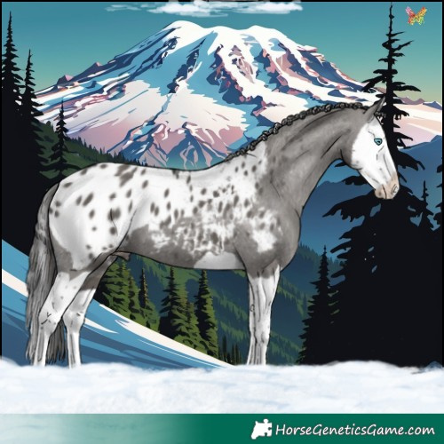 Horse Color:Grullo Splash Appaloosa 