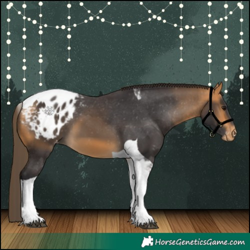 Horse Color:Buckskin Tobiano Appaloosa