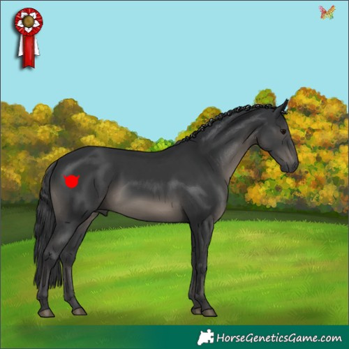 Horse Color:Black 
