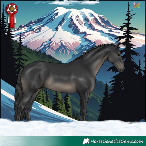 Horse Color:Black 