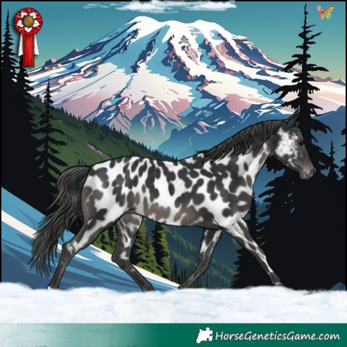 Horse Color:Black Appaloosa 
