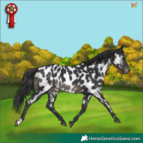 Horse Color:Black Appaloosa 