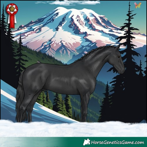 Horse Color:Black 