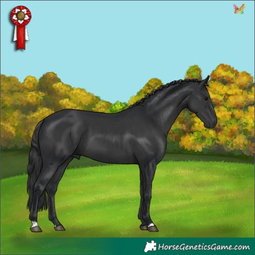 Horse Color:Black 
