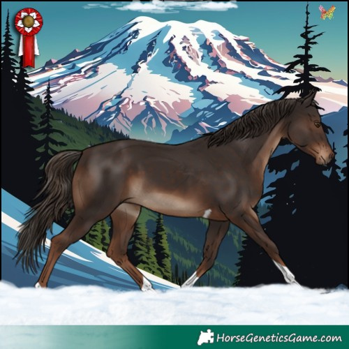 Horse Color:Liver Chestnut Tobiano 