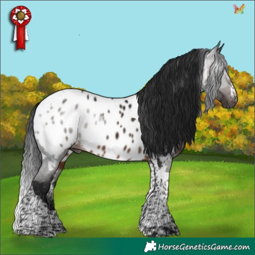 Horse Color:Gray Brown Tobiano Appaloosa Rabicano 
