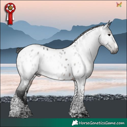 Horse Color:Gray Brown Tobiano Near Leopard Rabicano 