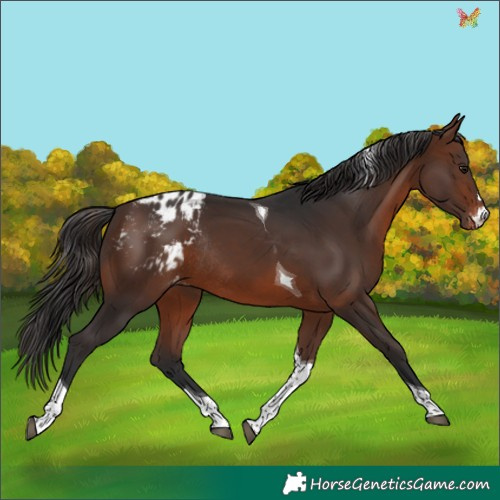Horse Color:Brown Tobiano Appaloosa Rabicano 
