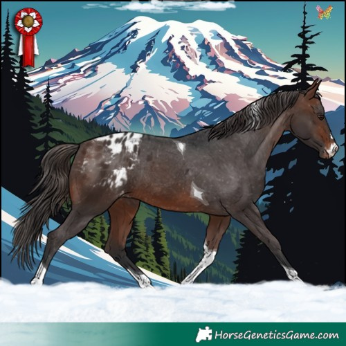 Horse Color:Brown Tobiano Blanket Rabicano 